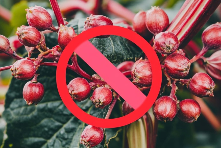 Interdiction des dérivés hydroxyanthracéniques dans les compléments alimentaires.